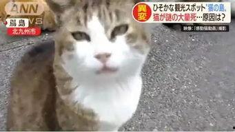 娱乐吃瓜酱70只猫猫,娱乐吃瓜酱带你领略猫咪世界